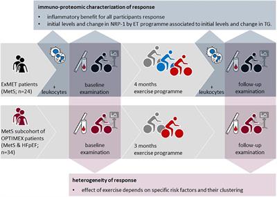 Cardiometabolic and immune response to exercise training in patients with metabolic syndrome: retrospective analysis of two randomized clinical trials